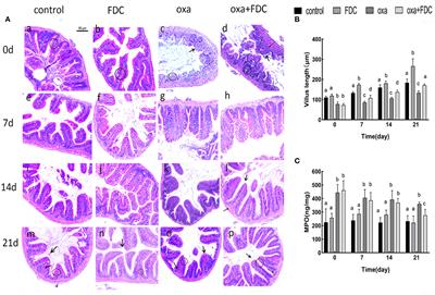 Polyphenols in the Fermentation Liquid of Dendrobium candidum Relieve Intestinal Inflammation in Zebrafish Through the Intestinal Microbiome-Mediated Immune Response